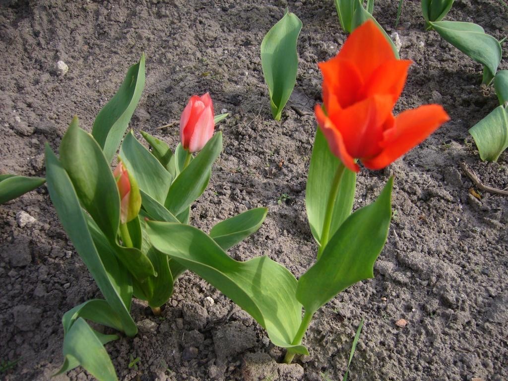 Ярко-красные тюльпаны