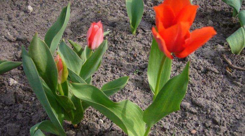 Ярко-красные тюльпаны