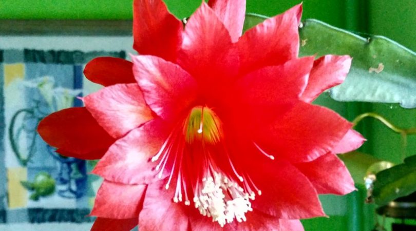 IMG_20180503_080417_HDR